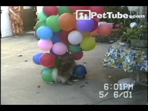 pet