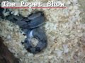 the-popet-show.html