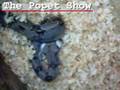 The Popet Show