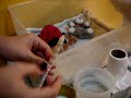 GUIA BASICA PARA CUIDAR A UN GATITO RECIEN NACIDO consulte a su veterinario
