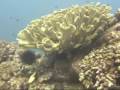 Scuba Dive Kauai House of turtles