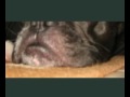 PORQUE BULDOGUE FRANCÊS É TUDO DE BOM!!!! PORQUE BULDOGUE FRANCÊS É TUDO DE BOM!!!!