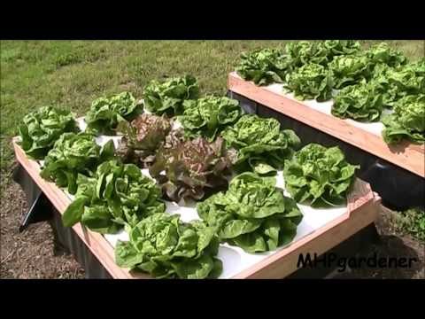 how to fertilize lettuce plants