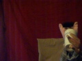 Dating Tips with Preston the Pig: The 2'nd date