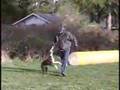 Klepto's Dog Walk