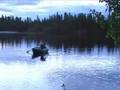 videos de Professionel fish handling