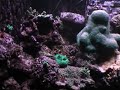 Jossi - 3000 L saltwather aquarium Jossi - 3000 L saltwather aquarium