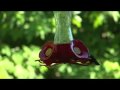 Hummingbirds!