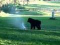 4 1/2 month old newfy playing in sprinkler
