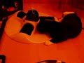 biberon,cat,chat