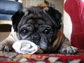 Pugs 2 Pugs 2