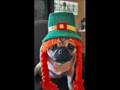 Pugs 2