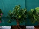 Bonsai