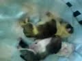 Bulldog Puppies Bulldog Puppies