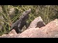 I rated a YouTube video (5 out of 5 stars) -- Arizona: Wild Chuckwallas! http://youtu.be/1cwNyzXuqjU?a