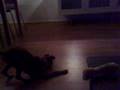 videos de Luna Props and the magic ball
