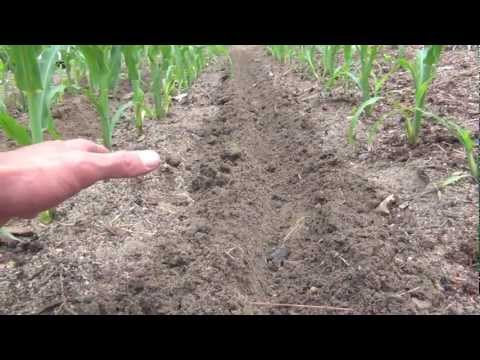 how to fertilize corn plants