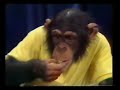 Paul Daniels Chimpanzee card trick
