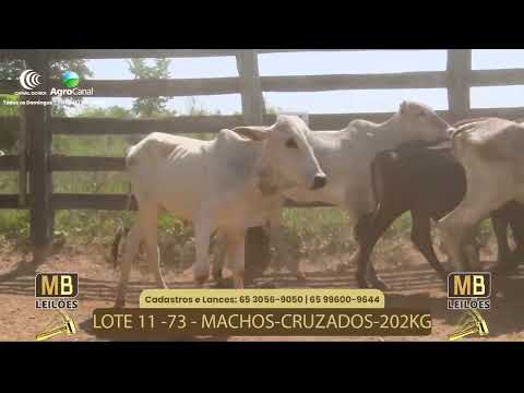 518 LEILO VIRTUAL MB LEILES