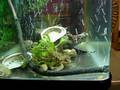 TROPICAL FISH 2