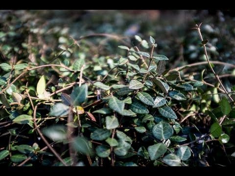 how to trim asiatic jasmine