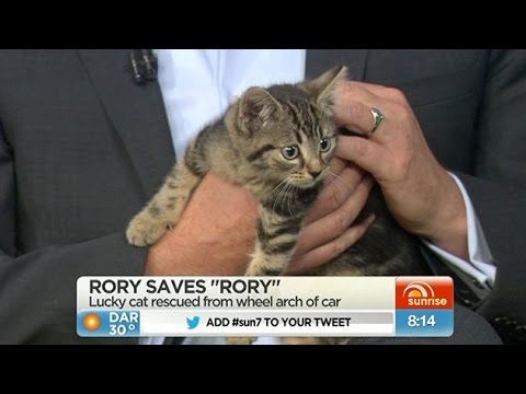 Lucky escape for kitten