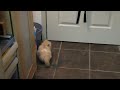 We are all so grateful to Fizzgig for saving us from the white paint spot on the floor. We can now sleep better.