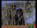 Hafya 3ala gesr Eldahab 2
