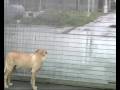 videos de BARLETTA. Iniziative per il canile comunale