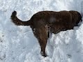 Shadow Mountain Ruby