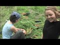Compost and Okra at the Jones Farm