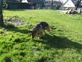mein hund