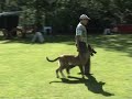 Thor 8 mths puppy training