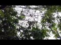 I uploaded a @YouTube video http://t.co/Cz3mJHex Bats of Sydney 5
