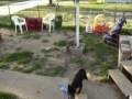 dog gone nutz