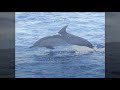 AWF May 2008