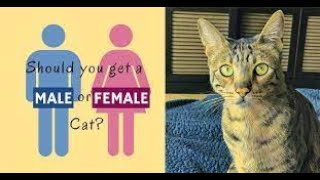 Is it Better to Adopt a MALE or FEMALE CAT? 🐱 DIFFERENCES
