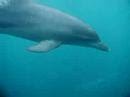 ドルフィンスイム dolphinswim