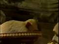 Thailand's Annual Banquet For The Monkeys
