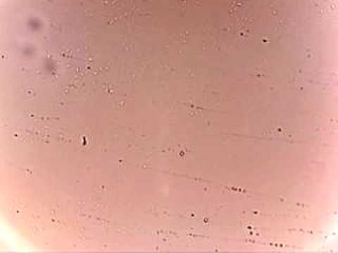 how to isolate cyanobacteria