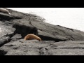 Baby Sea Lion