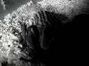 Spermophilus-tridece