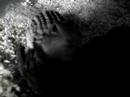 Spermophilus-tridece