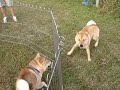柴犬動画