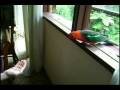videos de Wild Parrot Personal Assistant