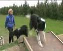 teesside dog agility course