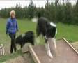 Teesside dog agility course