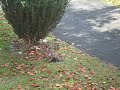 Hawk eats blue jay Hawk eats blue jay