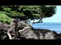 Anini Beach