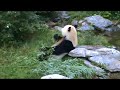 Ursul panda la gradina zoo Schonbrun